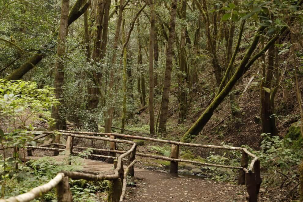 Parque Nacional de Garajonay