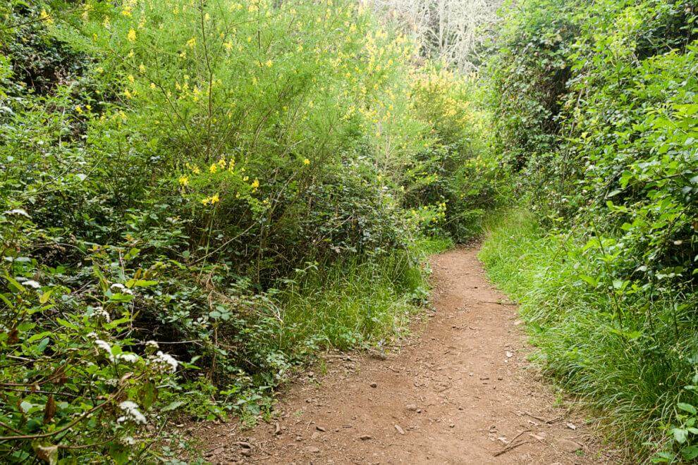 Sendero Contadero-El Cedro