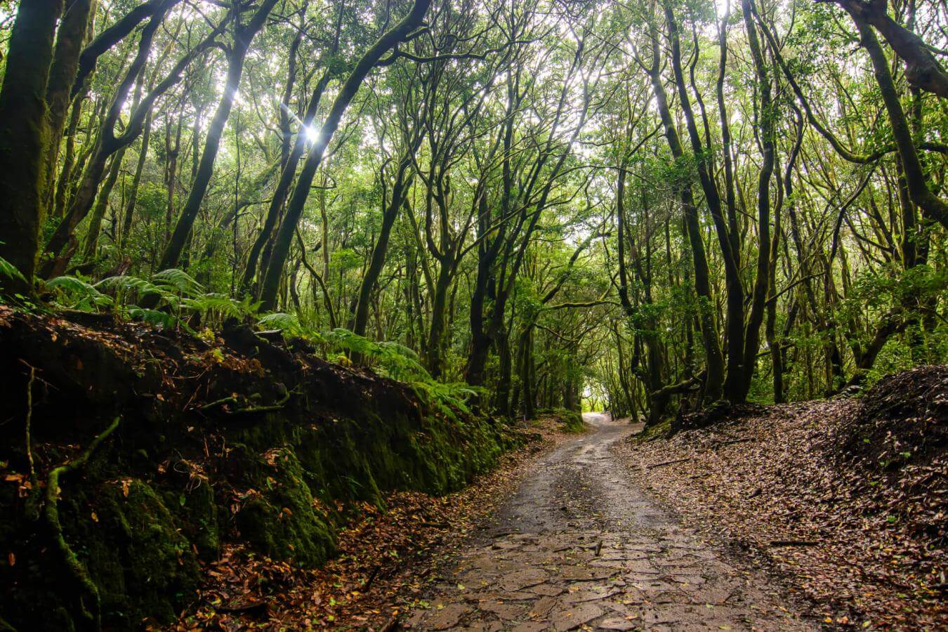 Caserío de El Cedro
