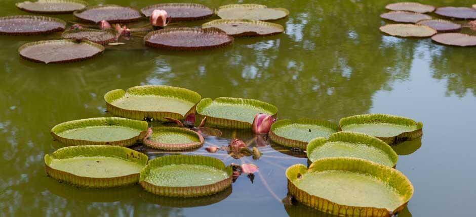 Orotavas akklimatasjonshage – Museer og turistsentre på Tenerife