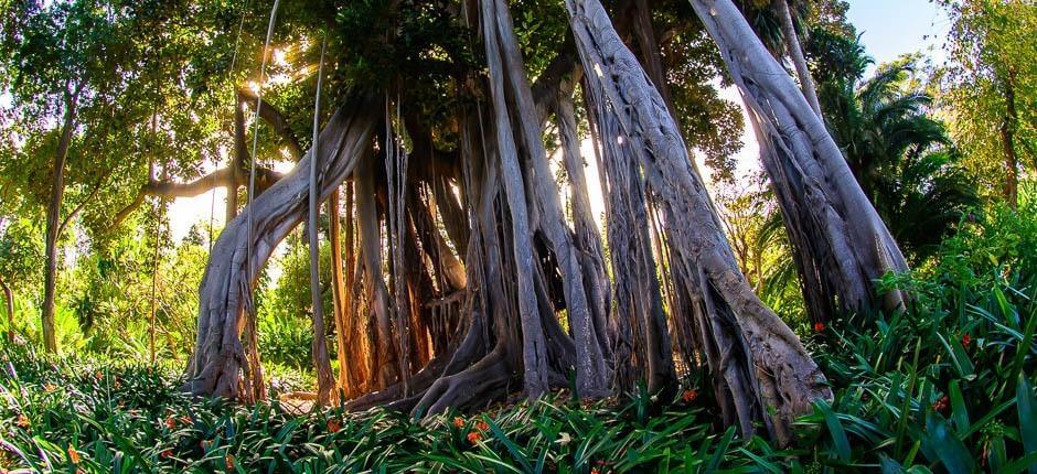 Orotavas akklimatasjonshage – Museer og turistsentre på Tenerife