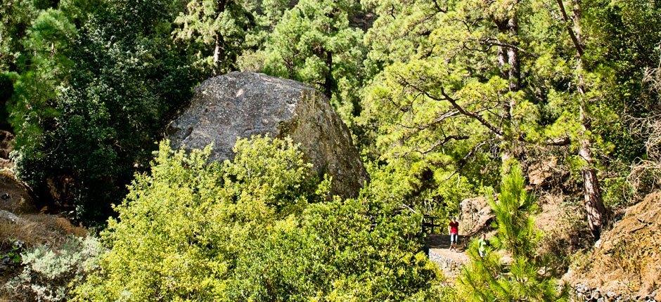 Caldera de Taburiente + stier på La Palma  