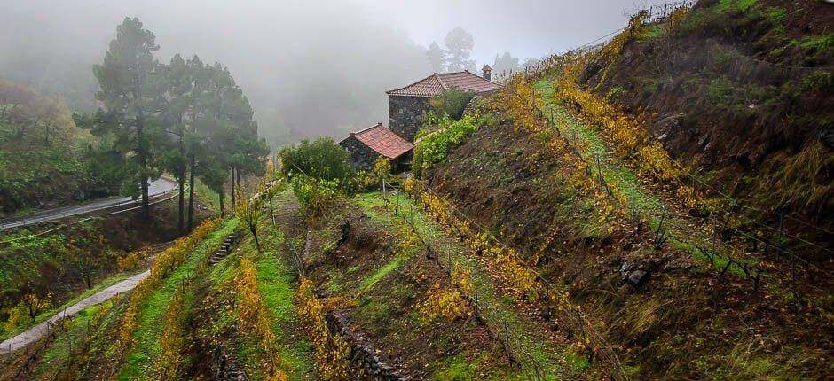 Las Tricias, La Palmas landsbyer