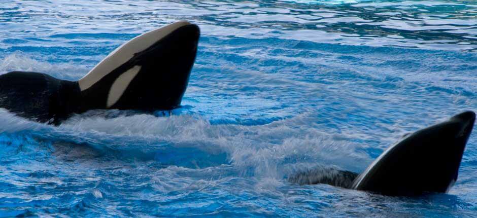 Loro Parque, Dyrehager på Tenerife  