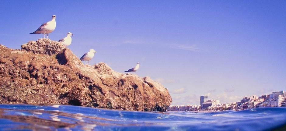 Canteras-stranden – Populære strender på Gran Canaria