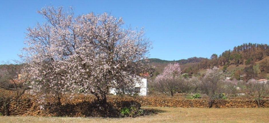 El Pinar, El Hierros sjarmerende byer