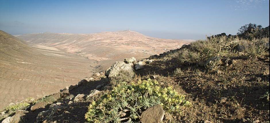 Vallebrón + stier på Fuerteventura