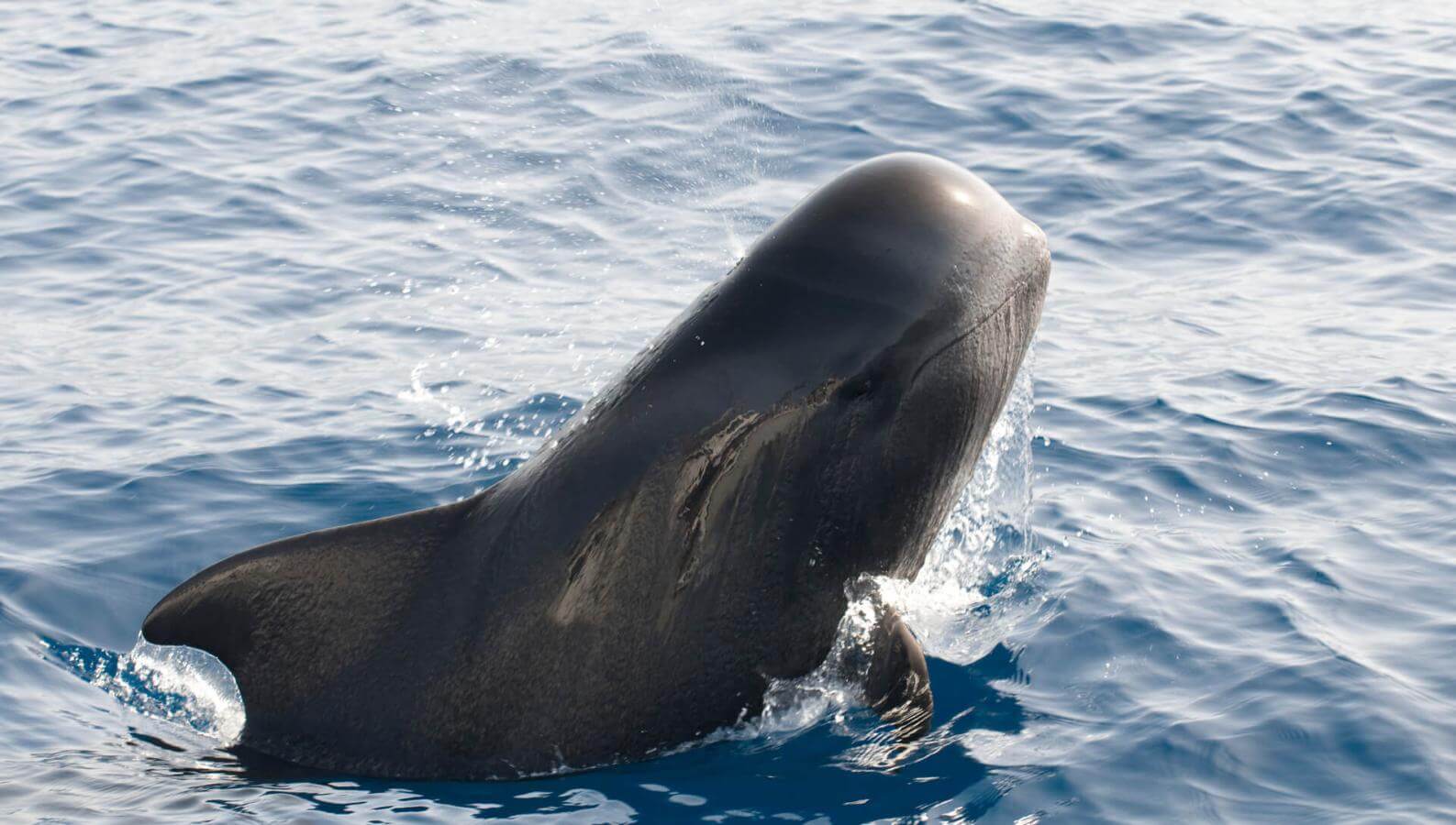 Calderón gris (tropisk hval med store sveiver) stiger opp av havet, med deler av kroppen over vannflaten.