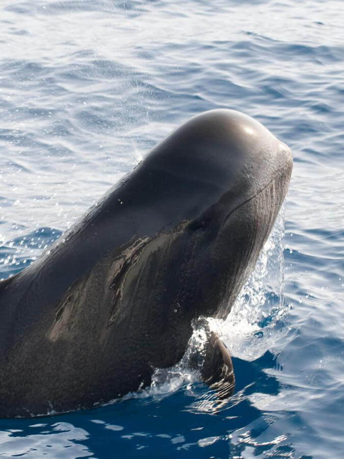 Calderón gris (tropisk hval med store sveiver) stiger opp av havet, med deler av kroppen over vannflaten.