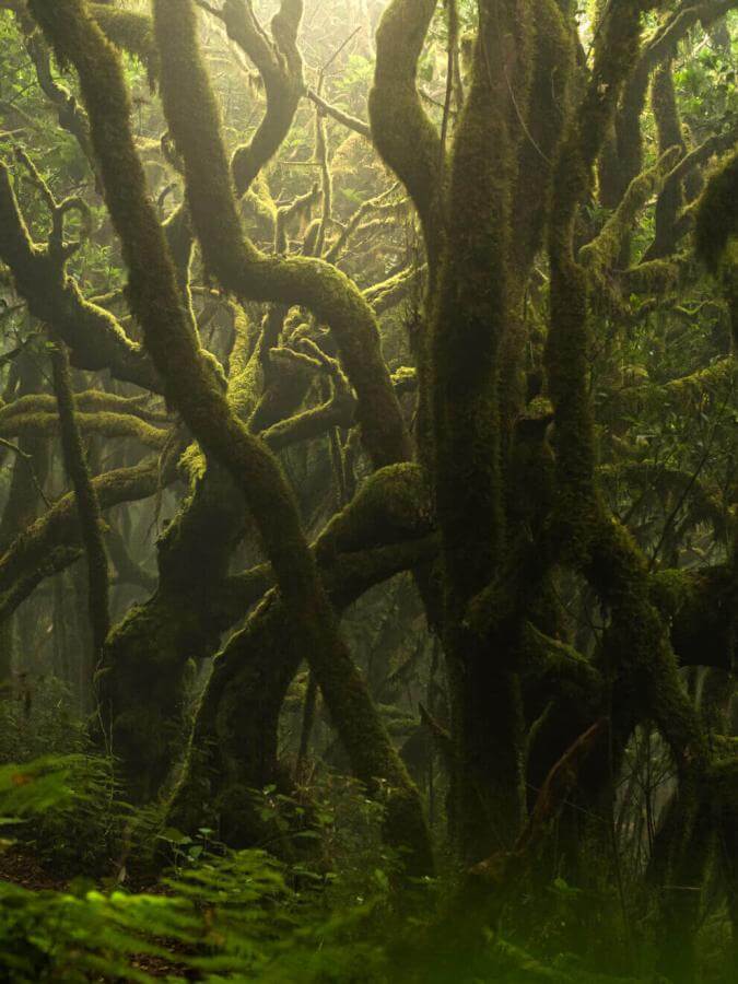 Laurbærskog i Garajonay, med mosegrodde trestammer og fuktig miljø innhyllet i dis.