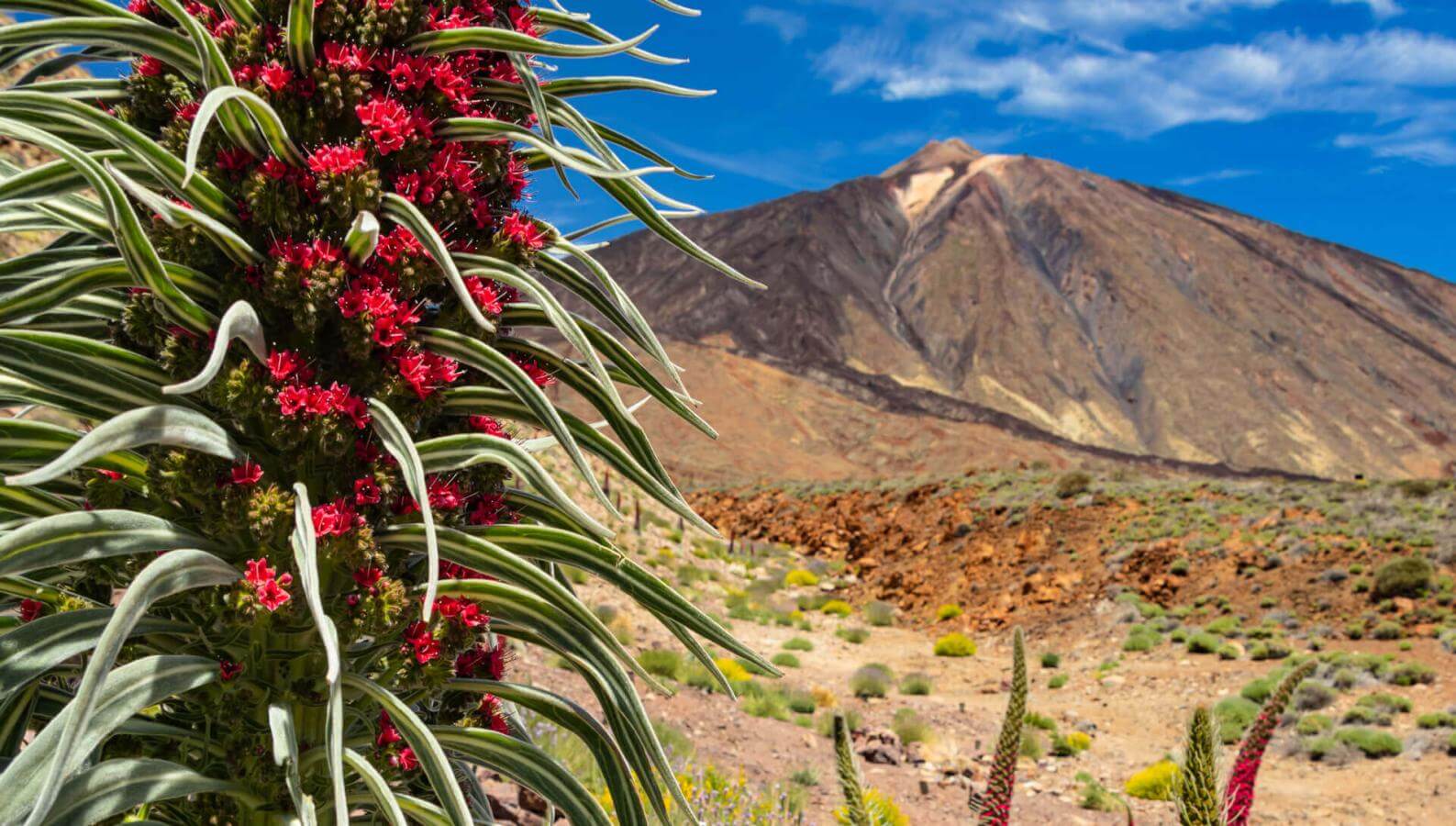 Tajinaste rojo (busk som er stedegen på Teide) i blomst i Las Cañadas, med vulkanlandskap.