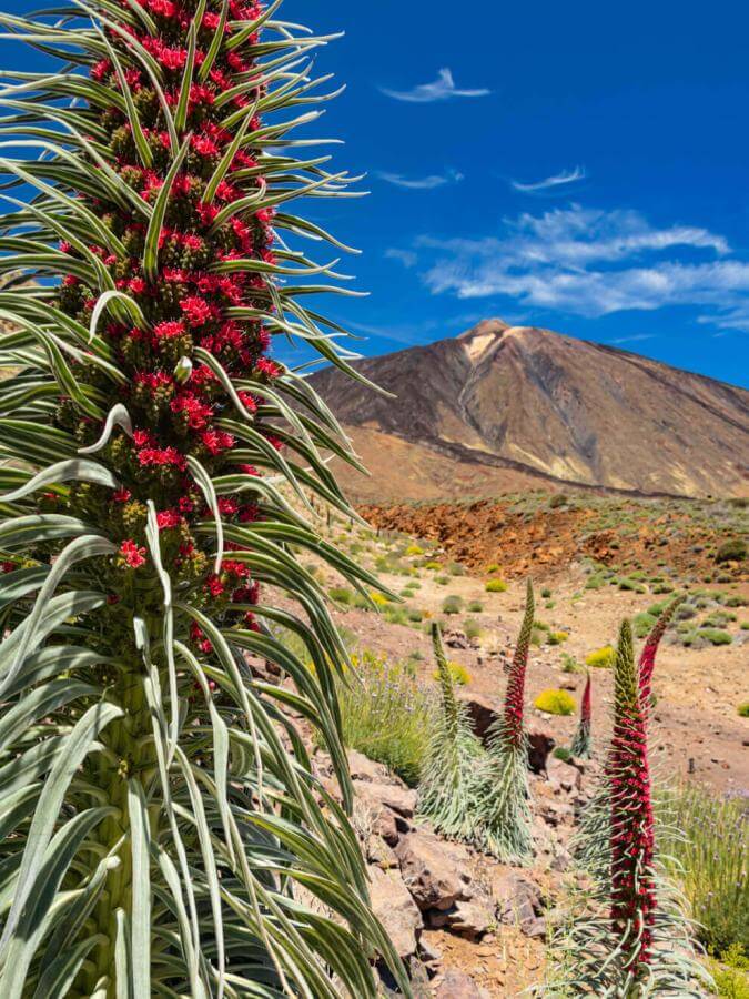 Tajinaste rojo (busk som er stedegen på Teide) i blomst i Las Cañadas, med vulkanlandskap.